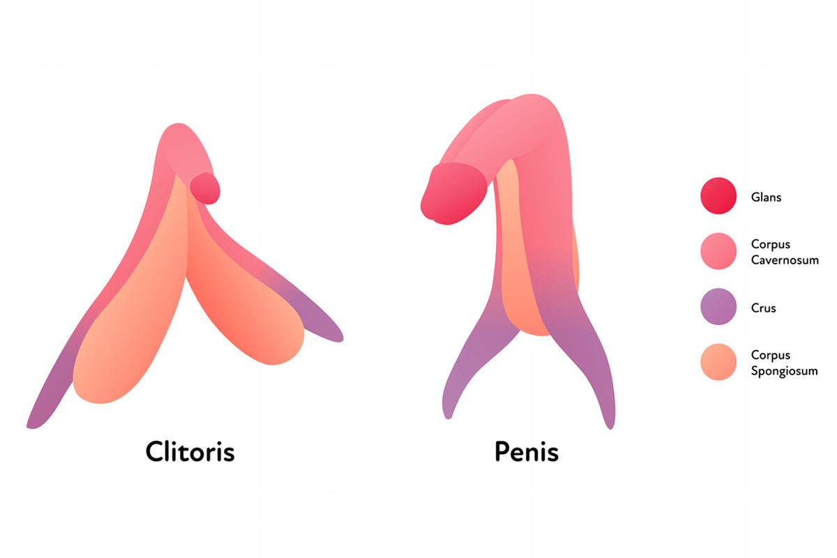 The Penis and Clitoris: More Similar Than You Think