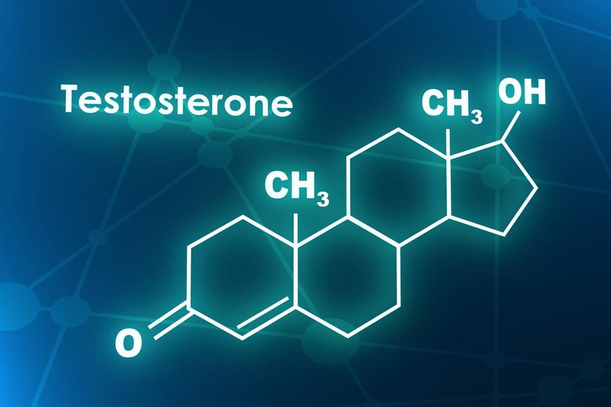 Unveiling the Power of Testosterone